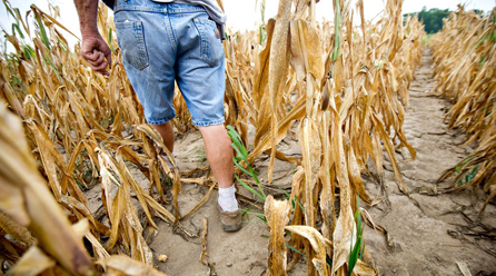 美国遭遇世纪大旱 推高全球粮食价格